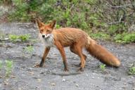 Минэкологии запретило гражданам улыбаться лисам в Подмосковье