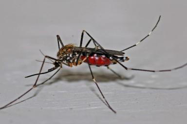 США создают армию комаров-мутантов