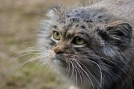 В России могут ввести штрафы за жестокое обращение с животными