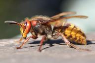 В Вашингтоне обезвредили первое гнездо азиатских гигантских шершней-убийц