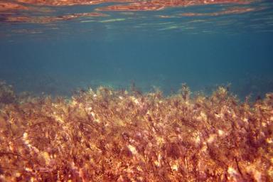 Основной причиной загрязнения побережья Камчатки назвали токсичные водоросли