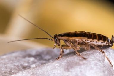 Как избавиться от тараканов: 5 эффективных методов 