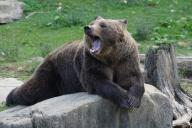 Житель Чукотки принял родственника за медведя