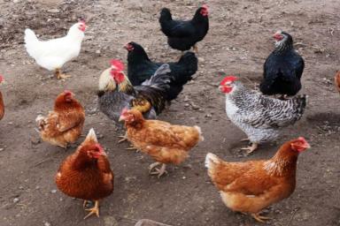 В Дании из-за вспышки вируса решили уничтожить 25 тысяч цыплят