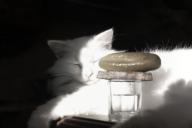 В Россию могут вернуться вытрезвители