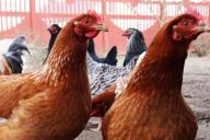 Мужчина вышел из комы после упоминания братом курицы