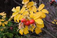 Какой сегодня праздник: 11 ноября 2020 года