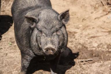 В Мексике свинья жестоко отомстила хозяину
