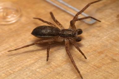 Учёные обнаружили пауков-насильников