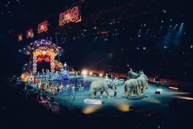 Правительство утвердило правила субсидирования частных цирков и зоопарков