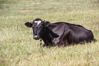 В Пермском крае из-за неизвестного вируса погибли 78 коров