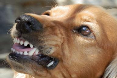 В Саратове массово убивают собак