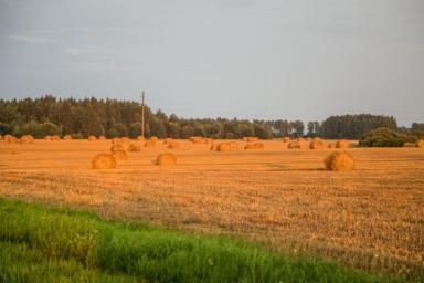 Росстат оценил урожай зерна в 2020 году как второй по величине в истории