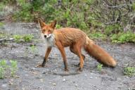 Чиновник застрелил россиянку вместо мешавшей ей лисы