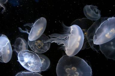В России начнут массово уничтожать медуз. Стала известная причина