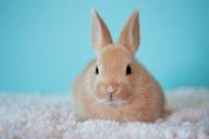 9 причин чаще употреблять в пищу мясо кролика   