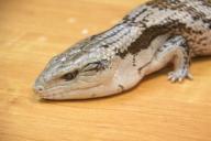 Tesla не могут построить новую фабрику из-за ящериц