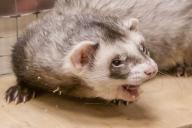 В Дании начали выкапывать убитых норок