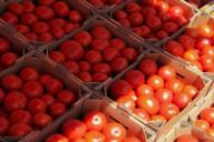 В России запретили ввоз яблок и томатов из Азербайджана