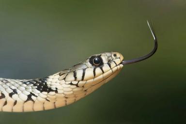 Мужчина обнаружил ядовитую змею, когда разбирал вещи в шкафу