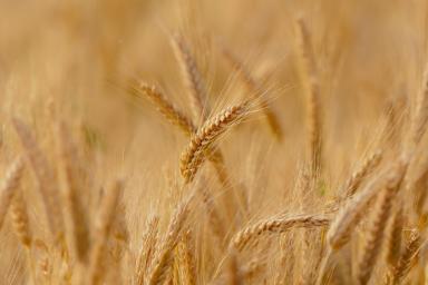 Россия введет экспортную пошлину на пшеницу