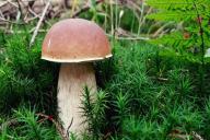 Эксперты рассказали, почему грибы должны присутствовать в здоровом рационе питания