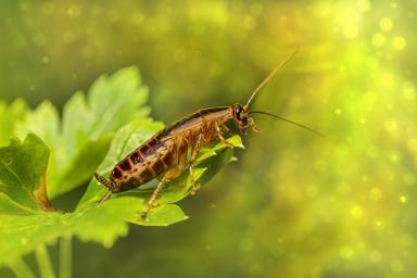 Роспотребнадзор предупреждает о пике роста числа тараканов