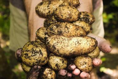 Юрист рассказал, когда могут оштрафовать за выращивание картофеля