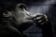 В зоопарке США коронавирусом впервые заразились гориллы