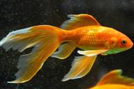 Эти знаки зодиака поймают золотую рыбку за хвост! А как иначе объяснить их богатство в марте