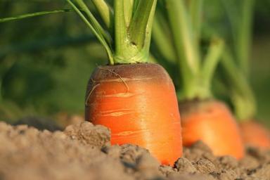 Как правильно есть морковь, чтобы получать максимальную пользу для здоровья