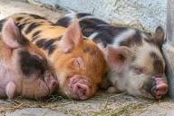 Решение России по импорту свинины вызвало испуг в Германии