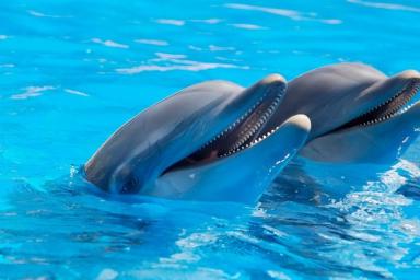 В Госдуме собираются запретить вылов животных для дельфинариев