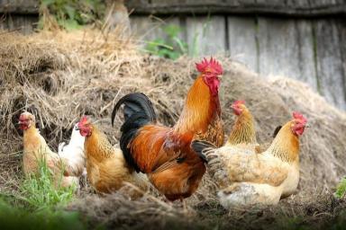 Эксперт оценила вероятность заражения птичьим гриппом через мясо курицы