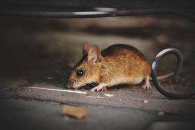 Мыши заразили детей опасным заболеванием в российском интернате