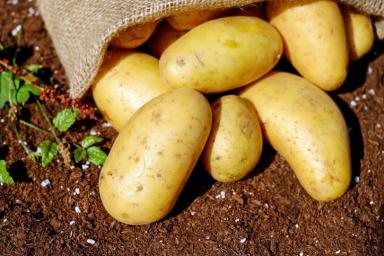 Почему картофель разваривается? Названа главная ошибка хозяек