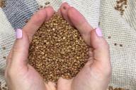 Вся правда о гречневой крупе: кому можно, а кому нельзя эту кашу