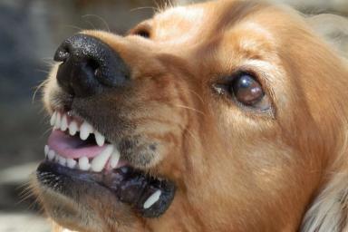 Собаки покусали девятилетнюю россиянку в Мурманске
