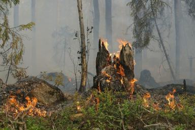 В Югре площадь лесных пожаров возросла в семь раз