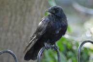 Чёрный ворон