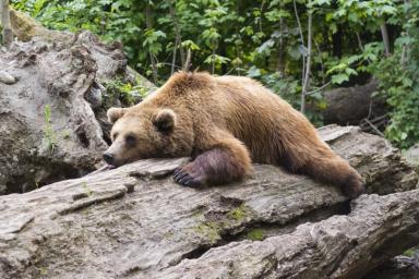 В России впервые появятся берлоги для наблюдения за спящими медведями