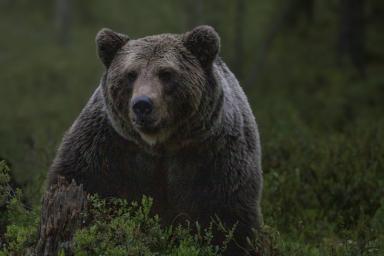 Выжившие после нападения медведя в парке россияне рассказали о случившемся