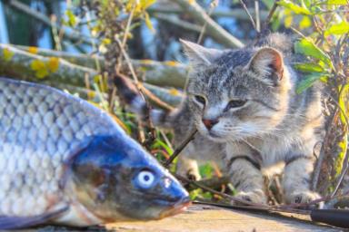 Рыба, кот