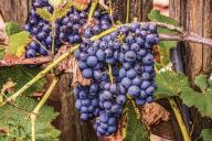 Как приготовить компот из домашнего винограда на зиму