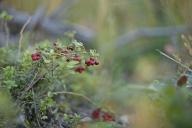 Кому полезно есть бруснику: что происходит с организмом