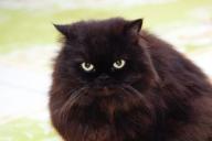 Кот сердитый