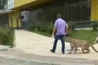 Москвичей возмутил мужчина с хищником на поводке на улицах города