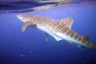 Китовая акула