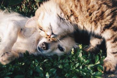 В России могут запретить содержать кошек и собак на дачах
