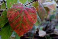 Лист Осень Заморозки